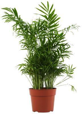ARECA BAMBOO (DYPSIS) 23 CM