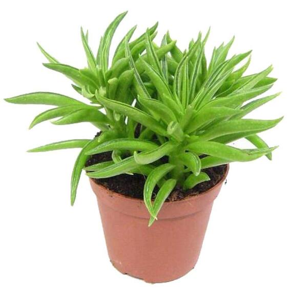 PEPEROMIA HAPPY BEAN 12 CM