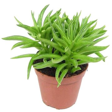 PEPEROMIA HAPPY BEAN 12 CM