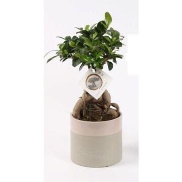 Bonsai Ficus Ginseng In Ceramic 14 Cm