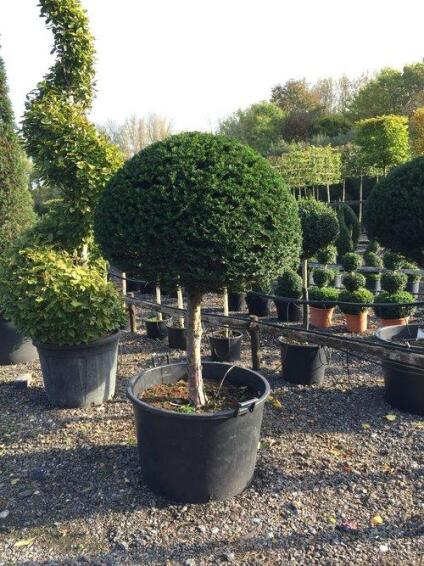 LIGUSTRUM LOLLIPOP/STANDARD 19 CM