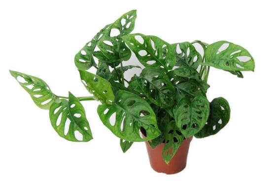 MONSTERA 19 CM