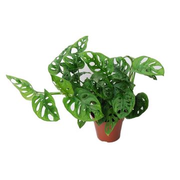 MONSTERA 19 CM