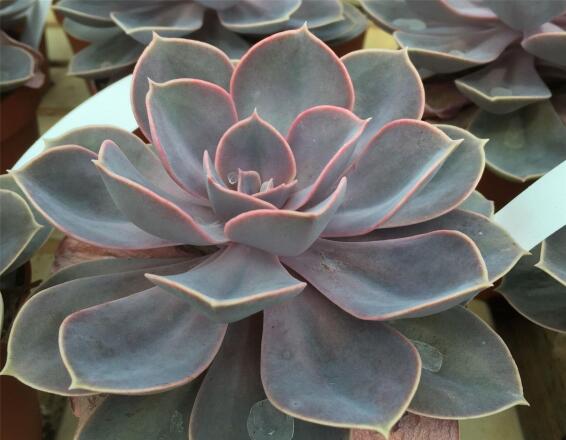 SUCCULENTS 12 CM