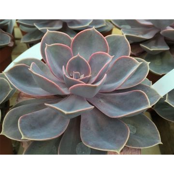 SUCCULENTS 12 CM