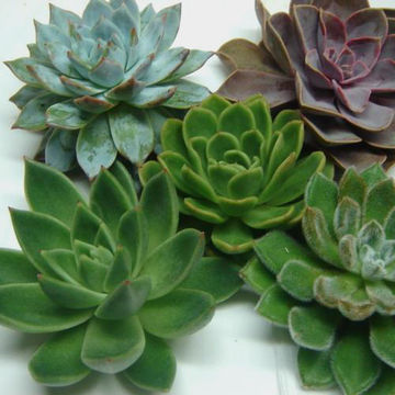 SUCCULENTS 15 CM