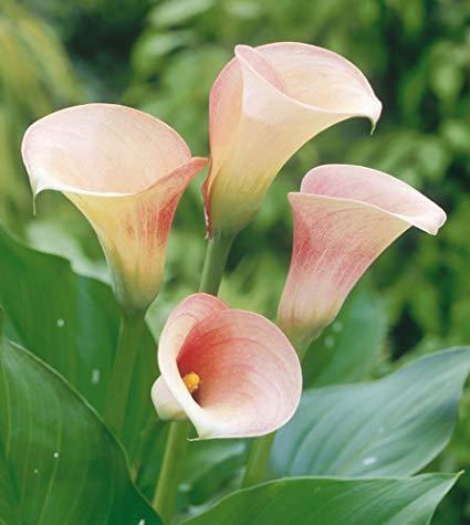 ZANTEDESCHIA 14 CM