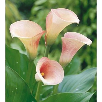ZANTEDESCHIA 14 CM