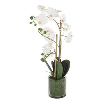 PHALAENOPSIS (2 STEM) 9 CM