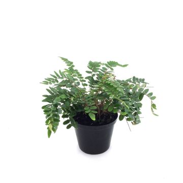 PELLAEA ROTUNDIFOLIA 12 CM