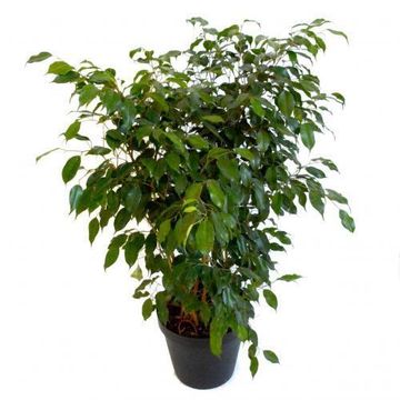 FICUS REGINALD BUSH 19 CM