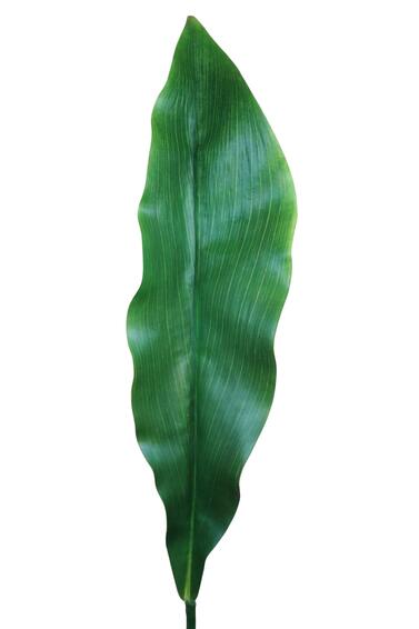 GINGER LILY LEAF LARGE
