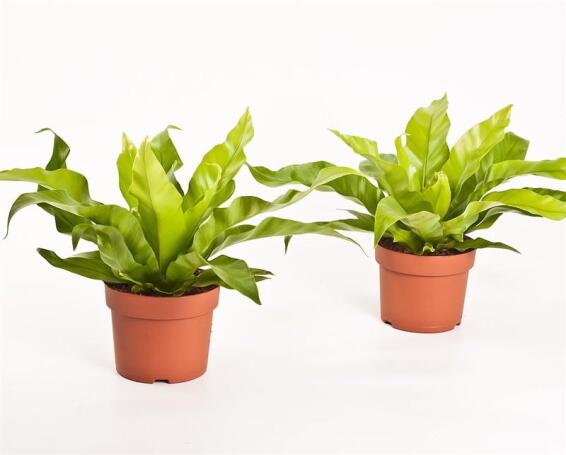 ASPLENIUM ANTIQUUM 14 CM