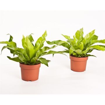 ASPLENIUM ANTIQUUM 14 CM