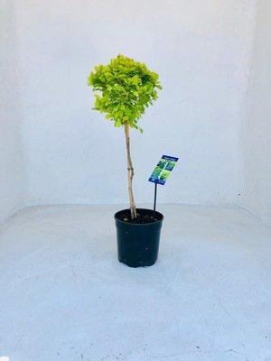 SOLANUM STANDARD PURPLE 19 CM