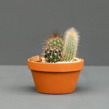 CACTUS TRIO CACTUS BOWL