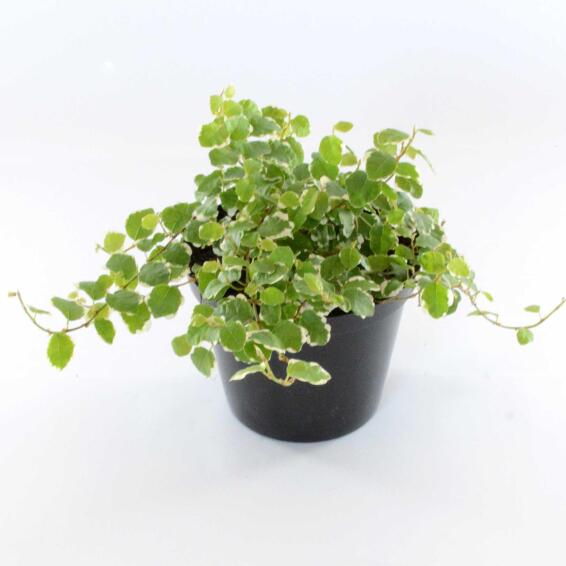 FICUS PUMILA 12 CM