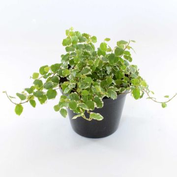 FICUS PUMILA 12 CM
