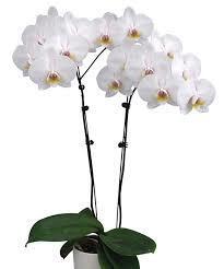 PHALAENOPSIS (2 STEM) PURE EMOT 12 CM