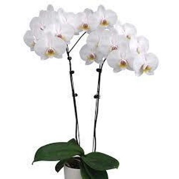 PHALAENOPSIS (2 STEM) PURE EMOT 12 CM