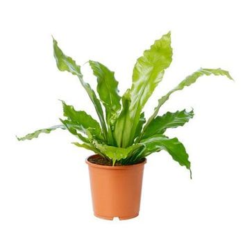ASPLENIUM NIDUS 14 CM