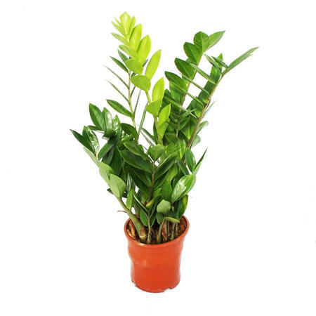 ZAMIOCULCAS ZAMIIFOLIA 14 CM
