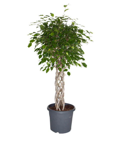 FICUS BENJAMINA BRAIDED/PLATTED 23 CM