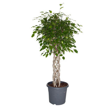 FICUS BENJAMINA BRAIDED/PLATTED 23 CM