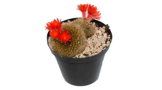 CACTUS DECORATIVE 7.5 CM