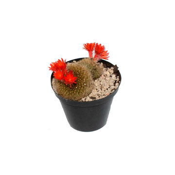 CACTUS DECORATIVE 7.5 CM