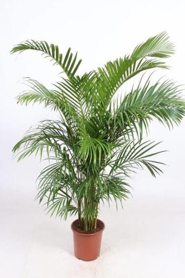 ARECA BAMBOO (DYPSIS) 30 CM