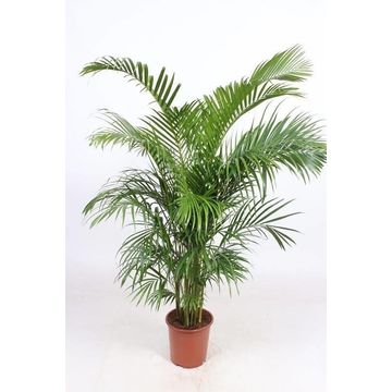ARECA BAMBOO (DYPSIS) 30 CM