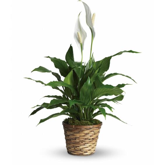 SPATHIPHYLLUM 12CM