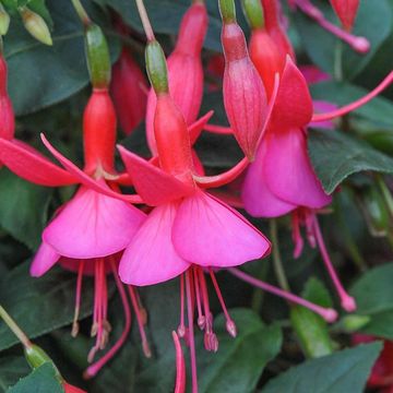 FUCHSIA 14 CM