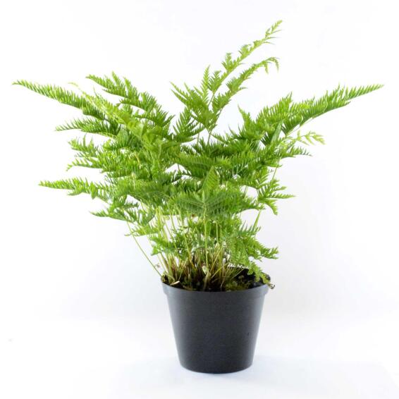 PTERIS STRAMINA 14 CM