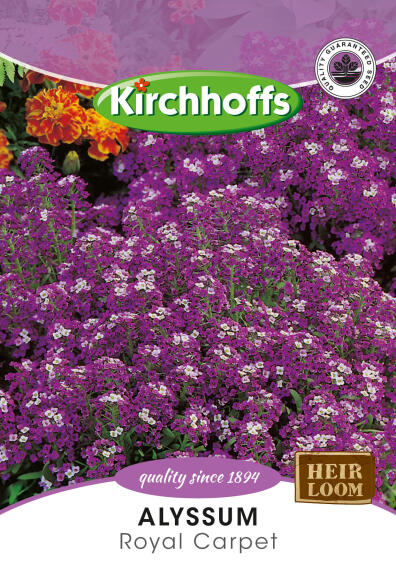 Kirchhoffs seed flower alyssum royal carpet