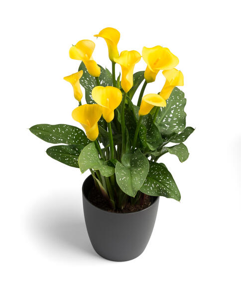 ZANTEDESCHIA GOLDEN CROWN