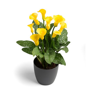 ZANTEDESCHIA GOLDEN CROWN