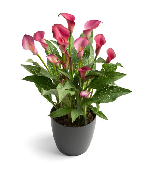 ZANTEDESCHIA ROYAL PLUM