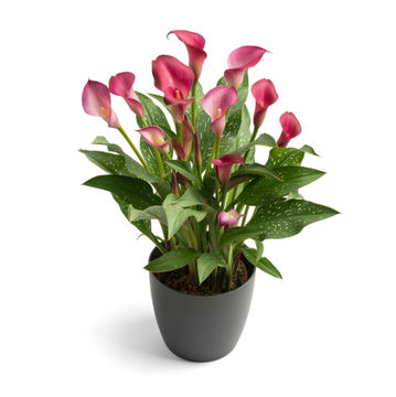 ZANTEDESCHIA ROYAL PLUM