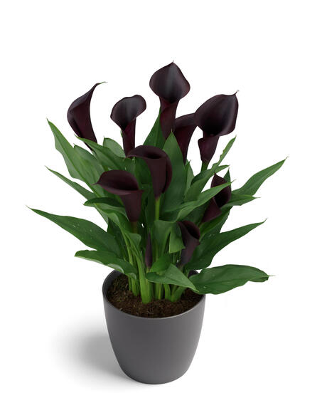 ZANTEDESCHIA ODESSA