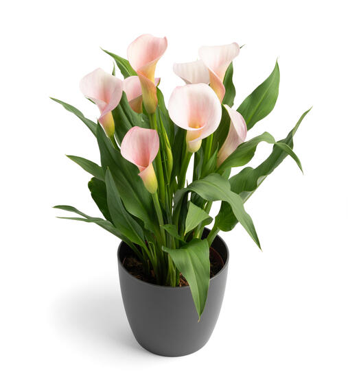 ZANTEDESCHIA STRAWBERRY BLUSH
