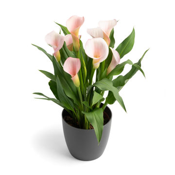 ZANTEDESCHIA STRAWBERRY BLUSH