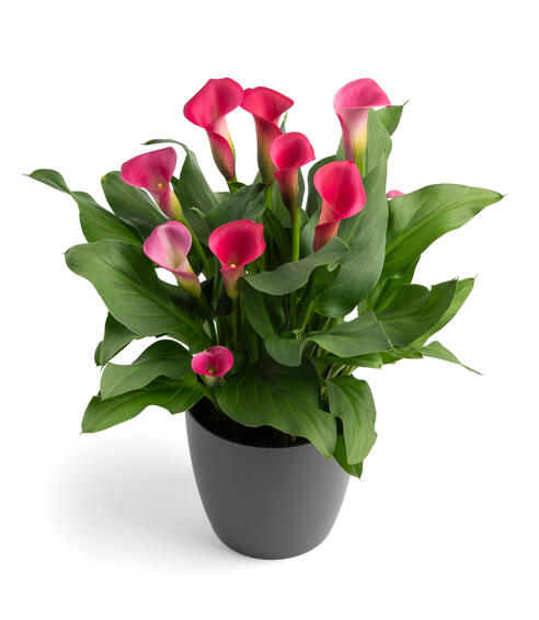 ZANTEDESCHIA PILLOW TALK