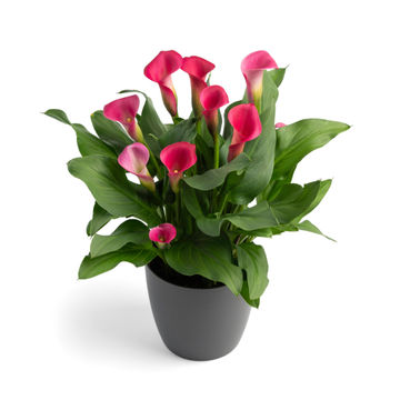 ZANTEDESCHIA PILLOW TALK