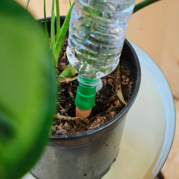 Self watering dripper x1 geolia clay cone 10cl/24h for bottle