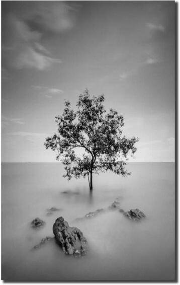 Black and White Tree  Canvas Arrt 120x750cm