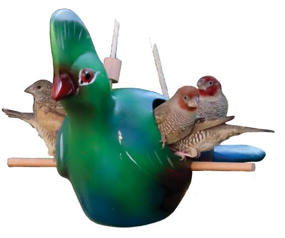 Elaines birding knysna loerie bird feeder