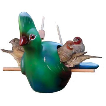 Elaines birding knysna loerie bird feeder