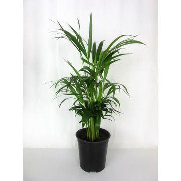 Areca Bamboo Palm Tree in 23cm Pot
